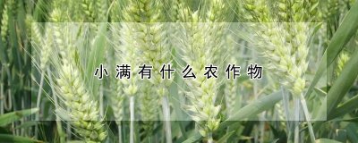 小满有哪些农作物 小满季节有哪些作物？