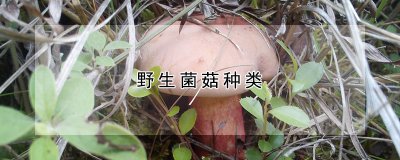 野生菌菇有哪些种类 野生蘑菇的种类有哪些？