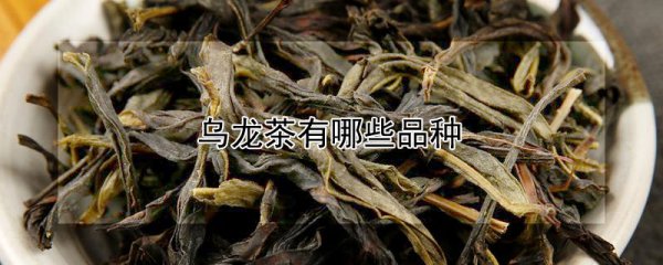 乌龙茶有什么品种