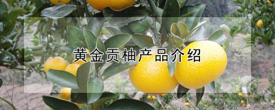 黄金贡柚是什么品种 什么类型的黄金贡柚？