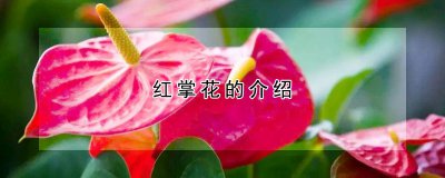 红掌花的特征 红掌花生长习性