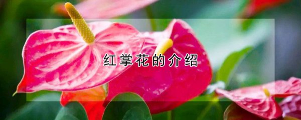 红掌花生长习性