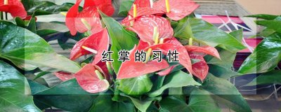 红掌的习性 红掌的习性以以为主
红掌的特点以掌为主