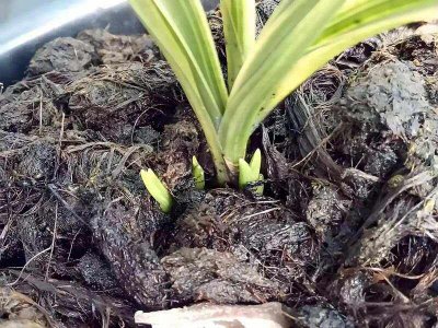 挑选兰花品种的技巧 选择适合的兰花品种的技巧