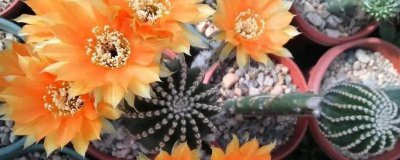 黑金刚仙人球花朵能开几天 黑金刚仙人球花朵能绽放多久？