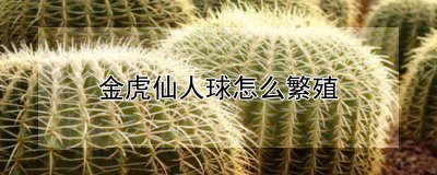金虎仙人球繁殖的方法 金虎仙人球繁殖技巧