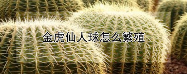 金虎仙人球繁殖的方法