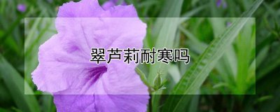 翠芦莉耐寒吗 翠芦莉是否耐寒？