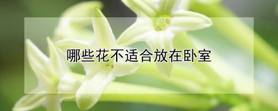 什么花不适合放在卧室 哪些花不适合卧室放置
