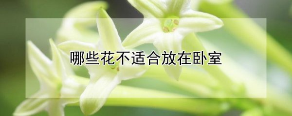 什么花不适合放在卧室