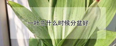 一叶兰什么季节分盆好 什么时候是一叶兰最适合分盆的季节？