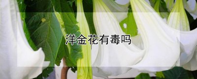 洋金花有毒吗 洋金花是否具有毒性？