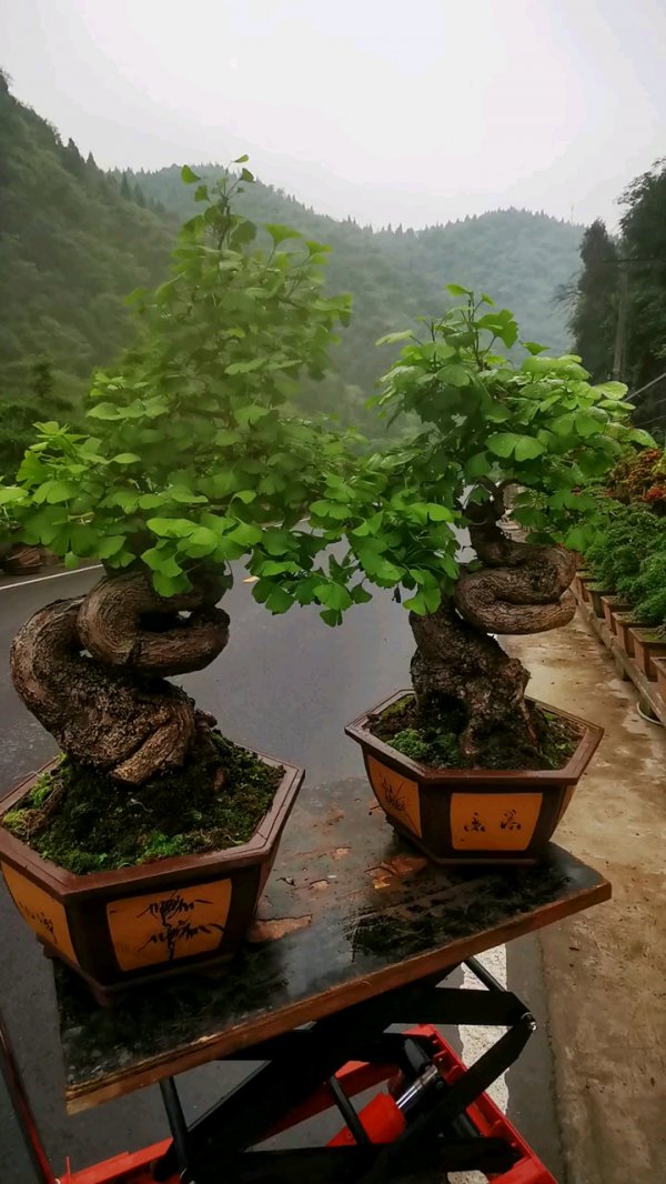 怎么栽活银杏树桩
