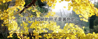 秋季哪些树的叶子是黄色的 秋季哪些树叶是金黄色的？