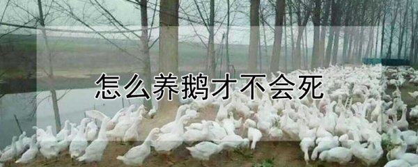 养鹅不会死的方法