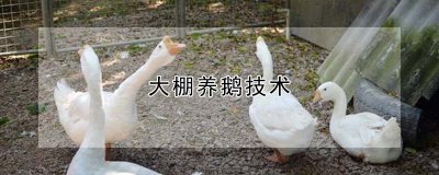 大棚养鹅技术 大棚鹅养殖技巧