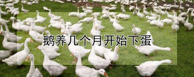 鹅养多久会开始下蛋 鹅的休产期