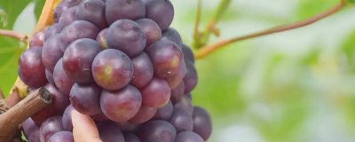热销葡萄品种有哪些 热门葡萄品种推荐