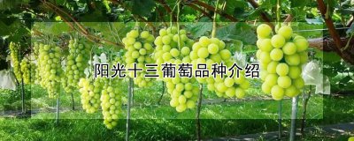 阳光十三葡萄是什么品种 阳光十三葡萄是哪个品种？