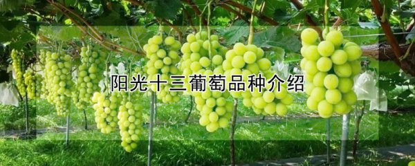 阳光十三葡萄是什么品种