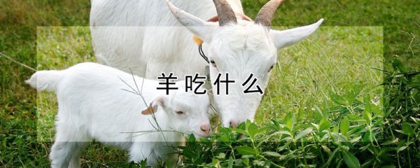羊吃什么