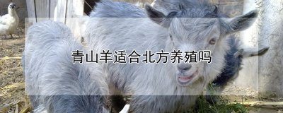 青山羊是否适合在北方养殖 北方地区适合养殖青山羊吗？