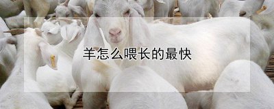 羊如何喂长的最快 以最快的方法喂养羊
迅速喂养羊的技巧