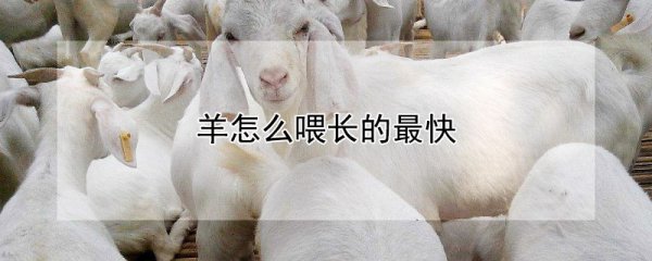 羊如何喂长的最快