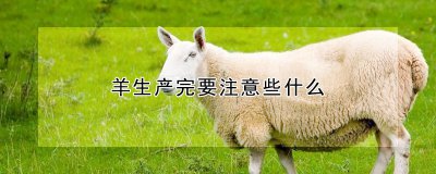 羊生产完需要注意哪些事情 羊产后需注意事项