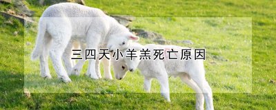 三四天小羊羔为什么死亡 小羊羔为何三四天死亡