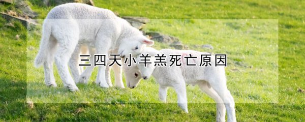 三四天小羊羔为什么死亡