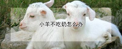 小羊不吃奶的处理方法 小羊不适宜饮用奶的解决方案