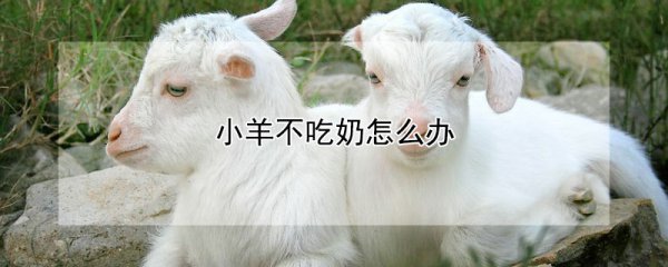小羊不吃奶的处理方法