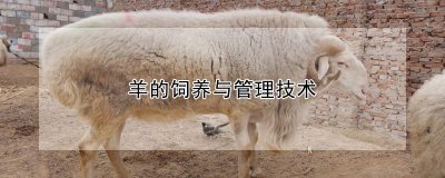 羊的饲养与管理技术 羊的养殖和管控方法