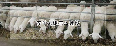 养羊大棚如何建设 建设羊棚的步骤