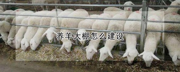 养羊大棚如何建设