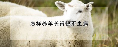 羊如何养殖长得快不生病 羊的快速养殖与健康管理