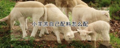 小羊羔自己配料如何配制 小羊配料搭配指南