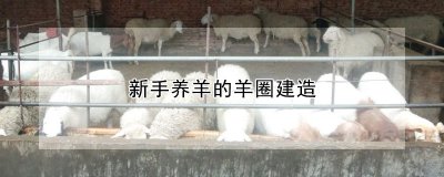 新手养羊的羊圈怎么建造 建造新手养羊的羊舍