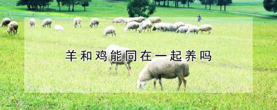 羊和鸡可以一起养殖吗 羊的养殖场地