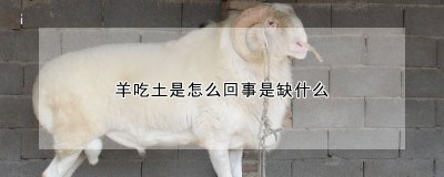羊吃土是怎么回事是缺什么 羊为什么会吃土是因为缺什么？