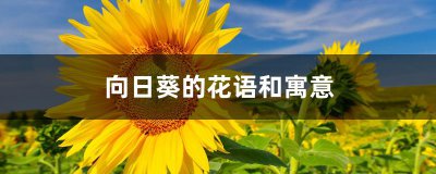 向日葵有哪些含义 向日葵的象征意义