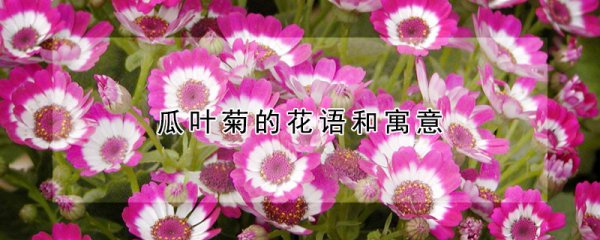 瓜叶菊有什么含义