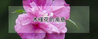 木槿花有什么含义 木槿花象征着什么？