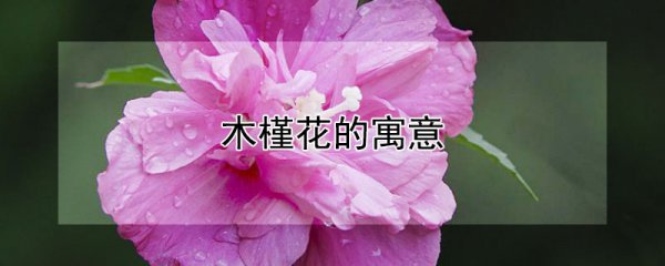 木槿花有什么含义