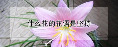 哪些花的花语是坚持 哪些花象征坚持的品质？