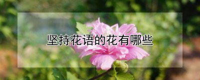 什么花的花语是坚持 何种花的花言莫过于坚持