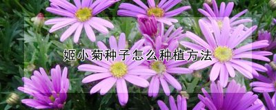 姬小菊种子如何种植 姬小菊的种子该如何种植？