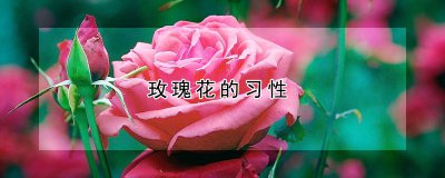 玫瑰花的生长习性 玫瑰的生长特点