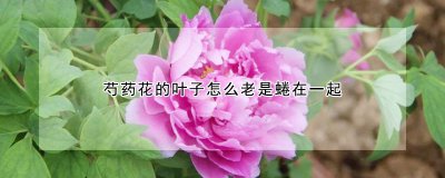 芍药花的叶子老是蜷在一起的原因 芍药花叶子总是卷曲的原因